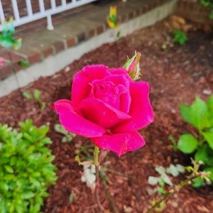 Meet your Posher, Fabiola